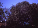 River Torrens Tree