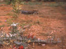 Sturt Desert Pea near Mootwingee