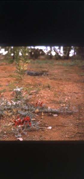 Sturt Desert Pea near Mootwingee