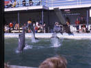 Marineland 4