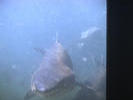 Marineland Jaws