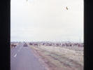 Cattle on road