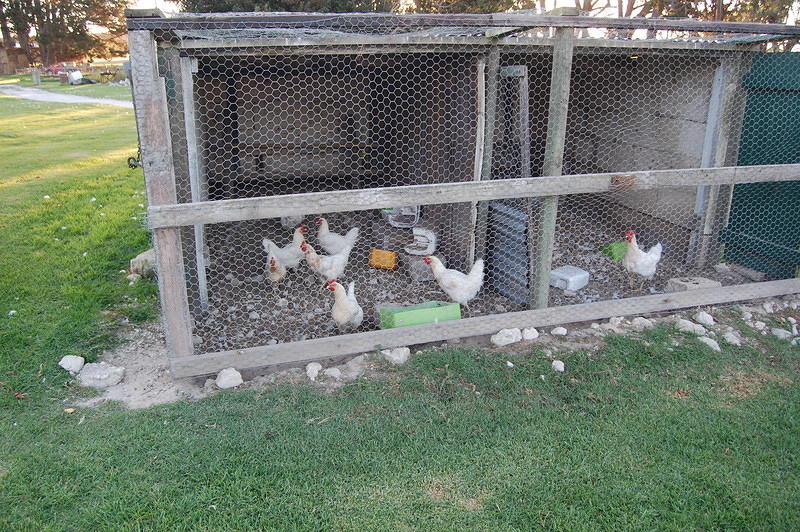 The Chook Shed