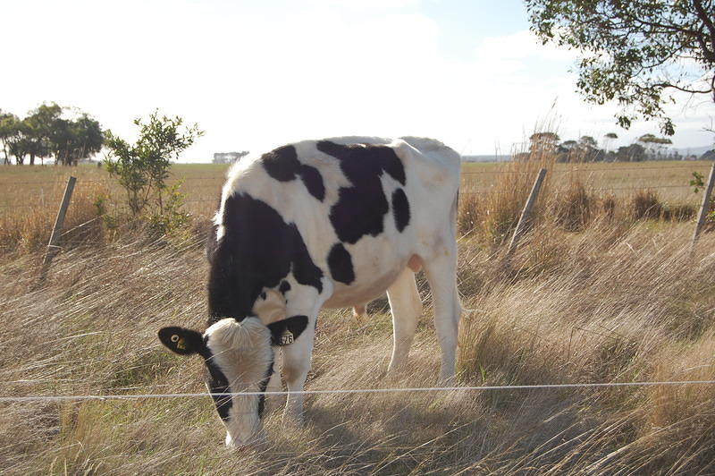 Milking Cow