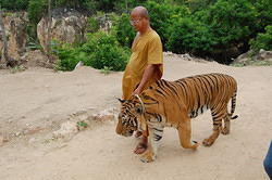 Tiger Temple