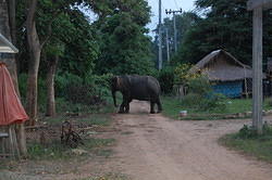 Elephant near Bridge over River Kwai