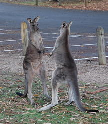 Halls Gap and the Grampians