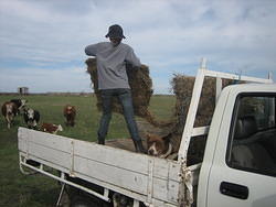 Wan Feeding Hay to the Cows